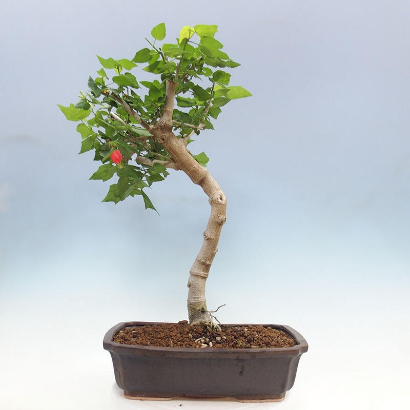 Indoor bonsai - Malvaviscus arboreus - woody hibiscus + SUISEKI book Free