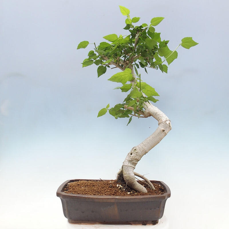 Indoor bonsai - Malvaviscus arboreus - woody hibiscus + SUISEKI book Free