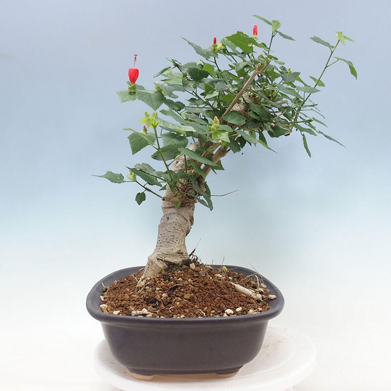 Indoor bonsai - Malvaviscus arboreus - woody hibiscus + SUISEKI book Free