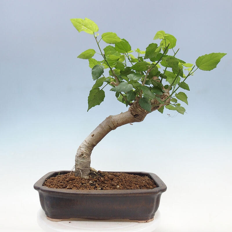 Indoor bonsai - Malvaviscus arboreus - woody hibiscus + SUISEKI book Free