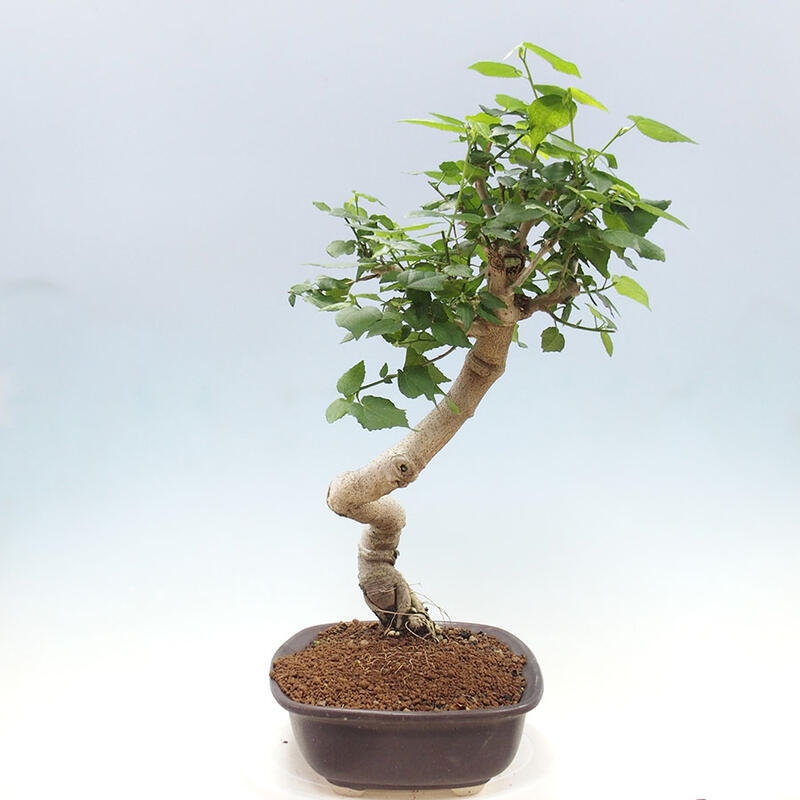 Indoor bonsai - Malvaviscus arboreus - woody hibiscus + SUISEKI book Free