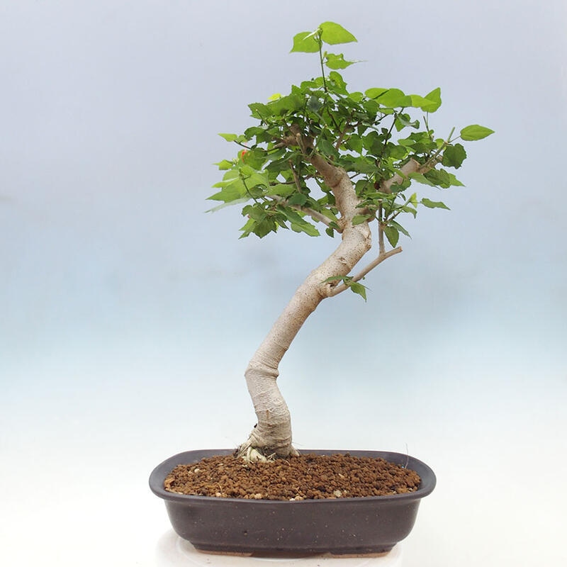 Indoor bonsai - Malvaviscus arboreus - woody hibiscus + SUISEKI book Free