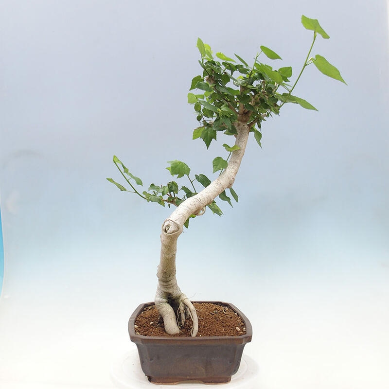 Indoor bonsai - Malvaviscus arboreus - woody hibiscus + SUISEKI book Free