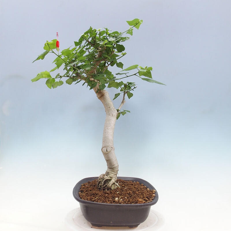 Indoor bonsai - Malvaviscus arboreus - woody hibiscus + SUISEKI book Free