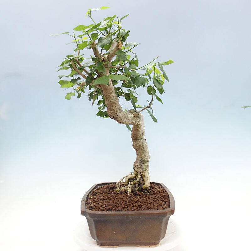 Indoor bonsai - Malvaviscus arboreus - woody hibiscus + SUISEKI book Free