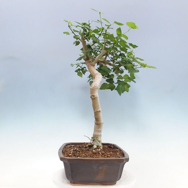 Indoor bonsai - Malvaviscus arboreus - woody hibiscus + SUISEKI book Free