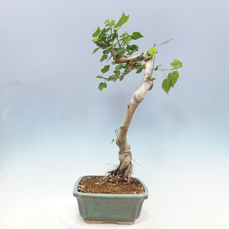 Indoor bonsai - Malvaviscus arboreus - woody hibiscus + SUISEKI book Free