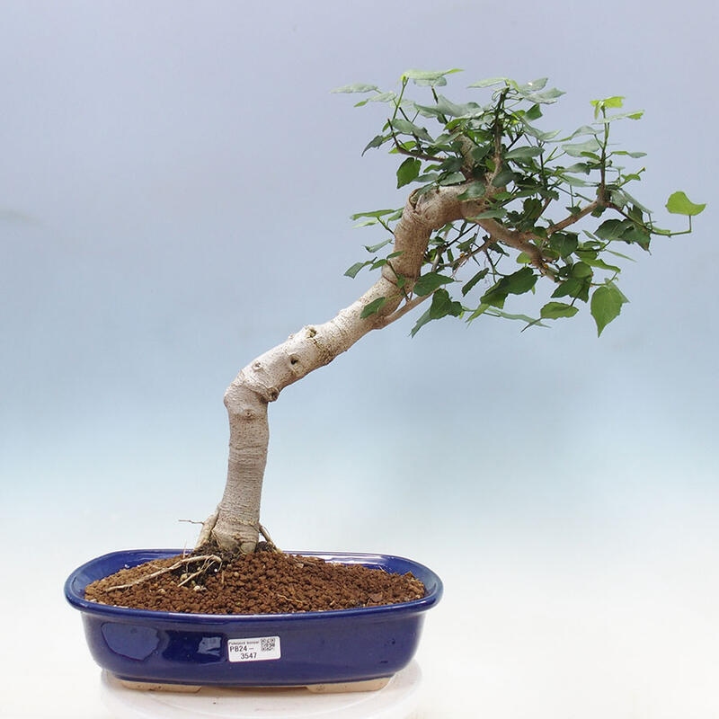 Indoor bonsai - Malvaviscus arboreus - woody hibiscus + SUISEKI book Free