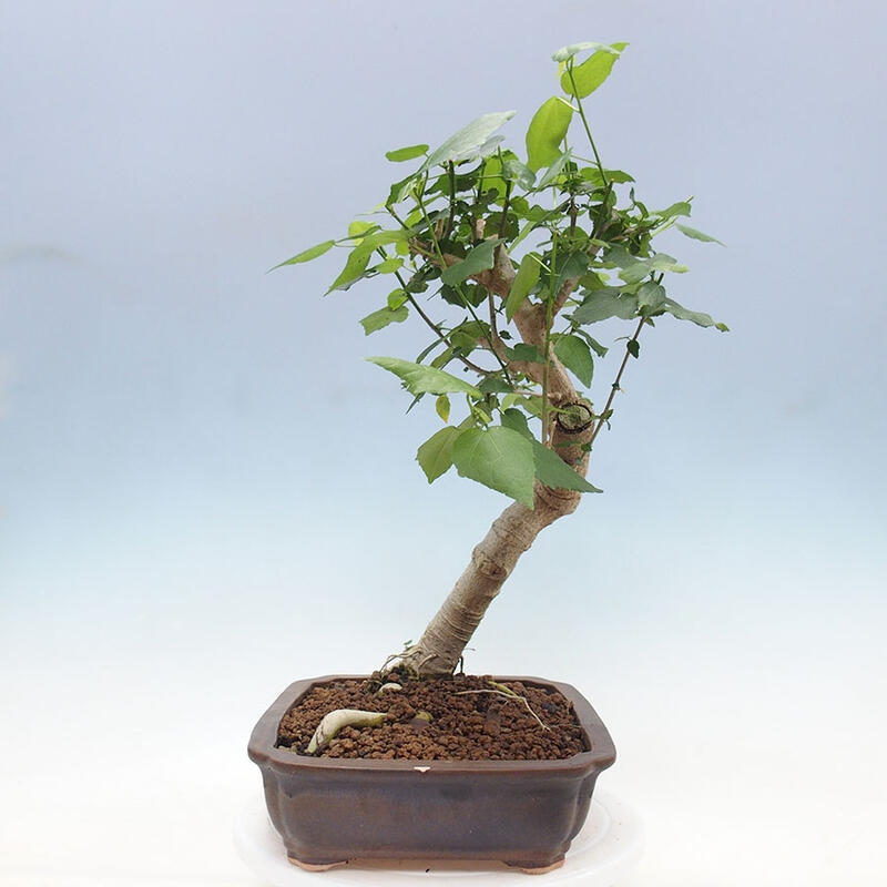 Indoor bonsai - Malvaviscus arboreus - woody hibiscus + SUISEKI book Free