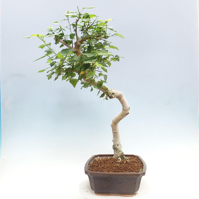 Indoor bonsai - Malvaviscus arboreus - woody hibiscus + SUISEKI book Free