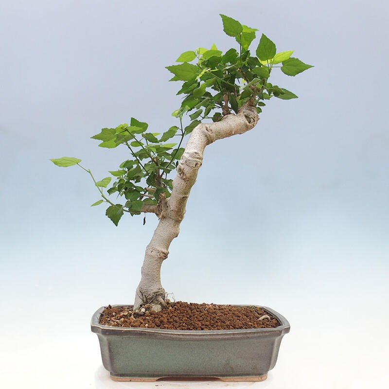 Indoor bonsai - Malvaviscus arboreus - woody hibiscus + SUISEKI book Free