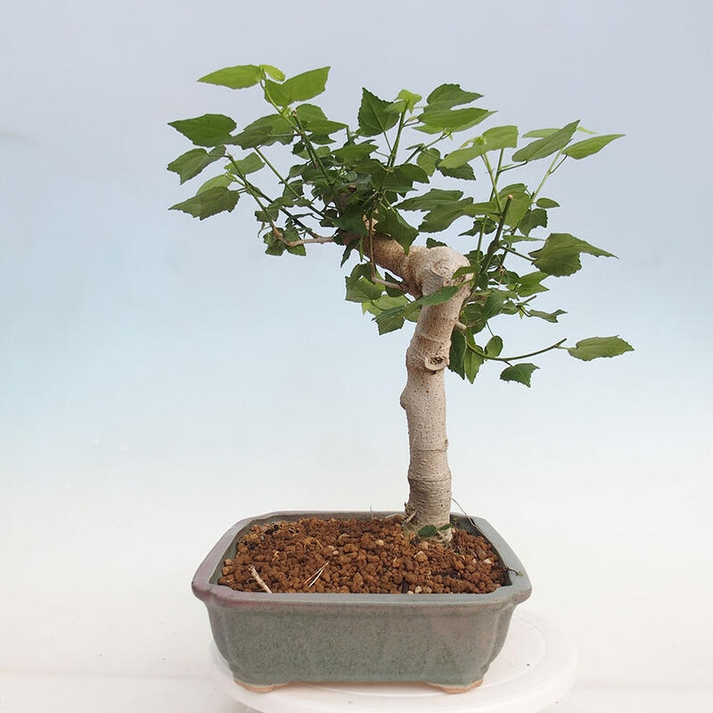 Indoor bonsai - Malvaviscus arboreus - woody hibiscus