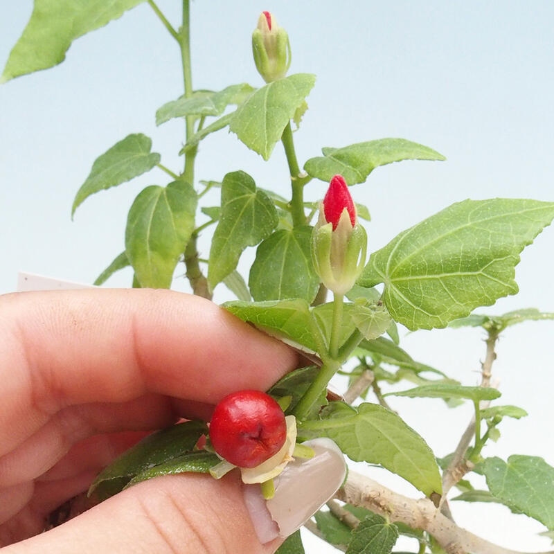 Indoor bonsai - Malvaviscus arboreus - woody hibiscus