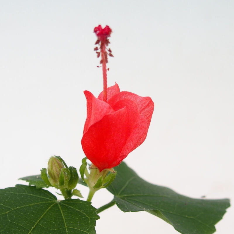 Indoor bonsai - Malvaviscus arboreus - woody hibiscus