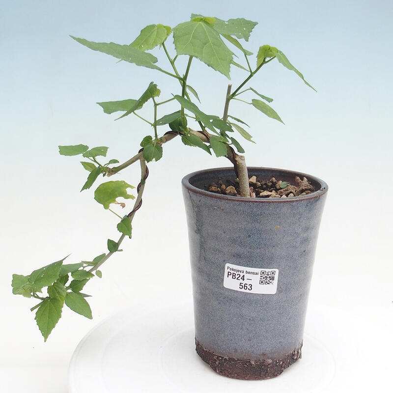 Indoor bonsai - Malvaviscus arboreus - woody hibiscus