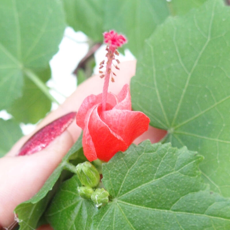 Indoor bonsai - Malvaviscus arboreus - woody hibiscus