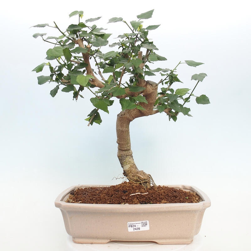 Indoor bonsai - Malvaviscus arboreus - woody hibiscus