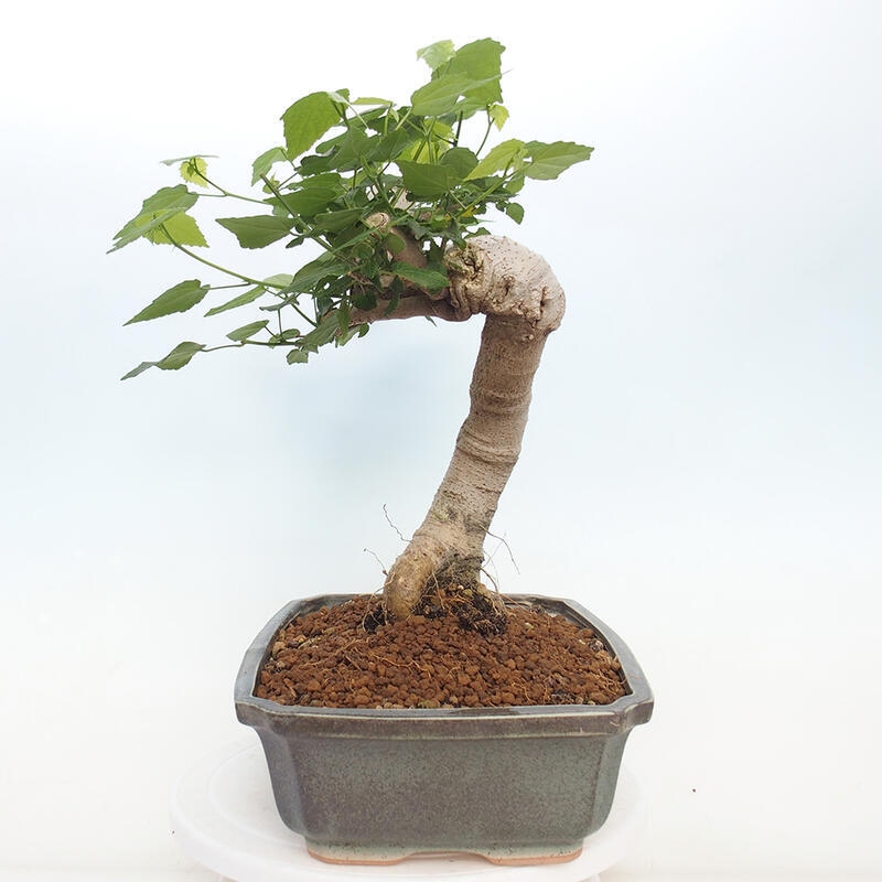 Indoor bonsai - Malvaviscus arboreus - woody hibiscus