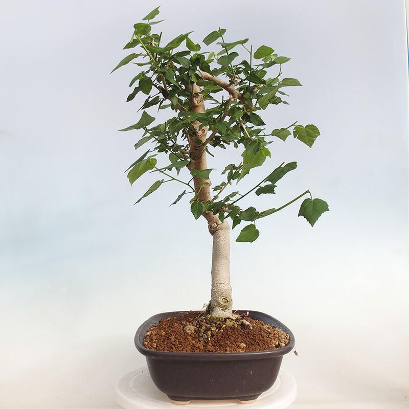 Indoor bonsai - Malvaviscus arboreus - woody hibiscus