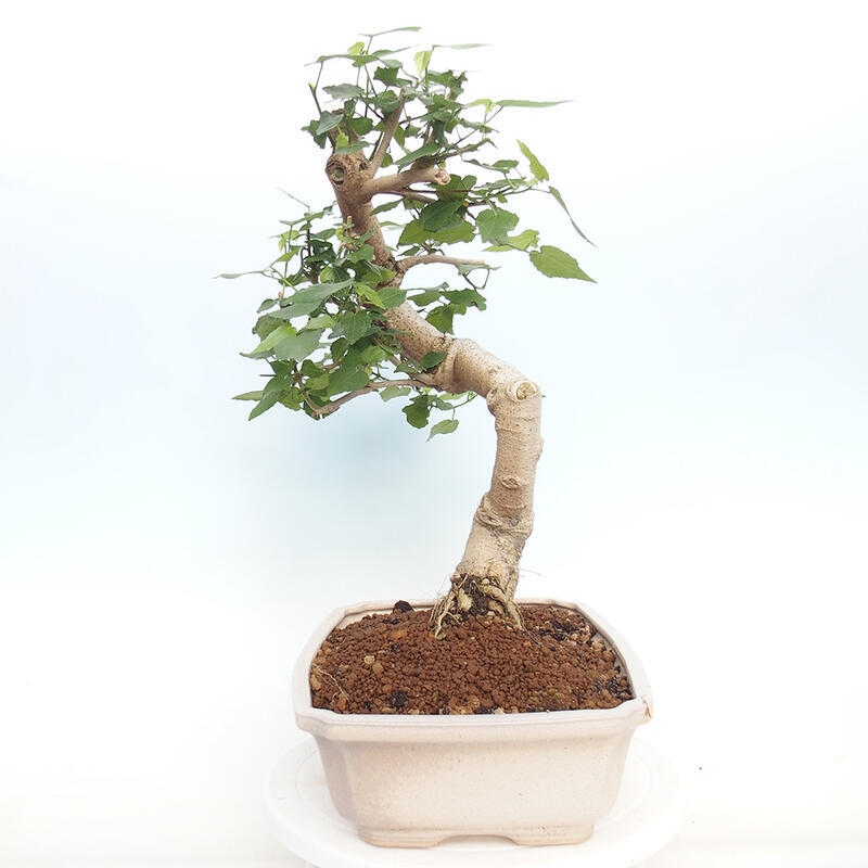 Indoor bonsai - Malvaviscus arboreus - woody hibiscus