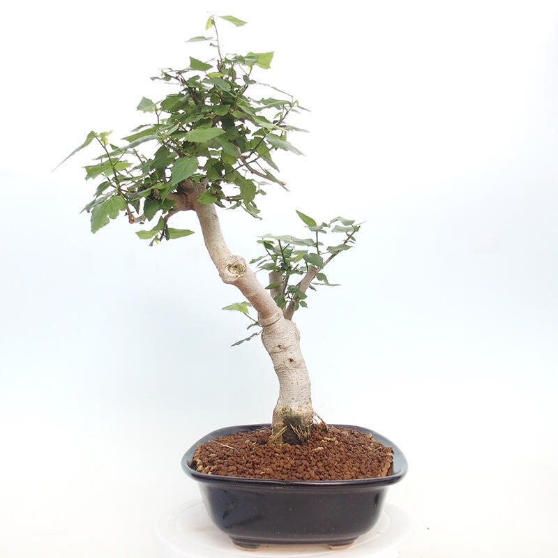 Indoor bonsai - Malvaviscus arboreus - woody hibiscus