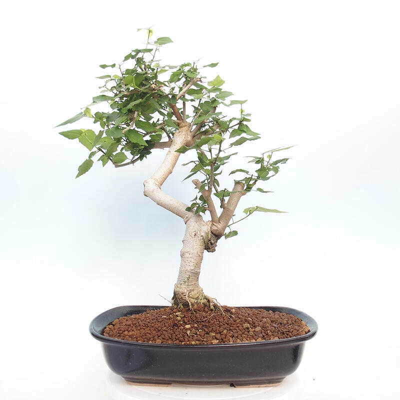 Indoor bonsai - Malvaviscus arboreus - woody hibiscus