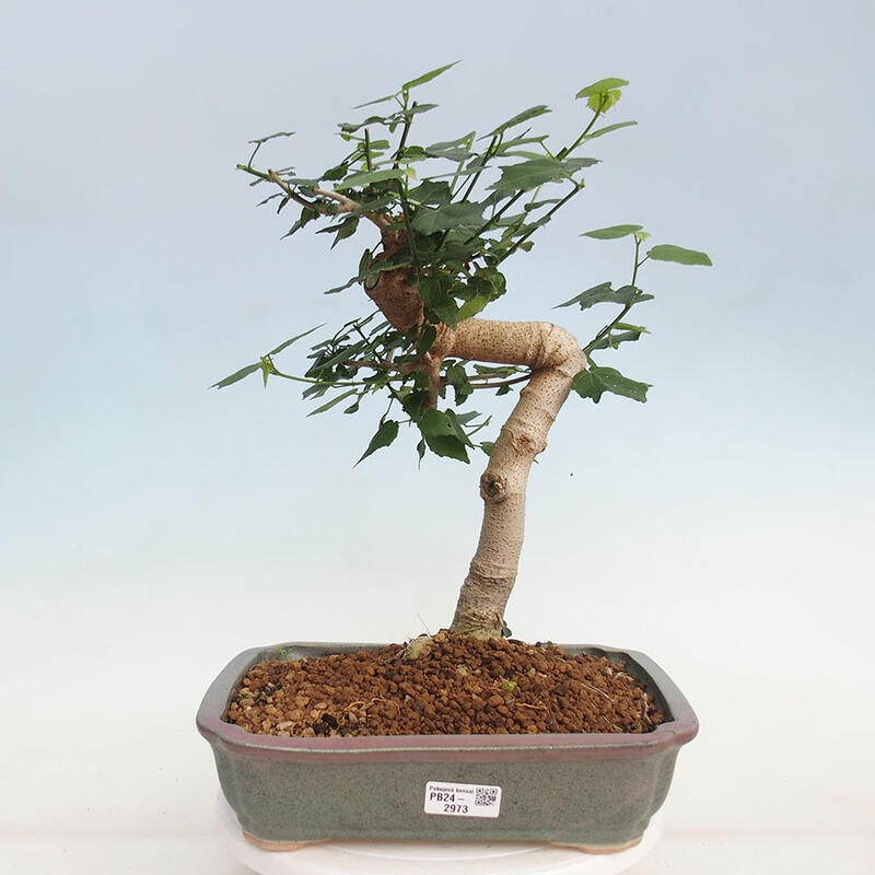 Indoor bonsai - Malvaviscus arboreus - woody hibiscus