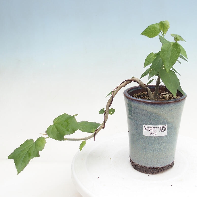 Indoor bonsai - Malvaviscus arboreus - woody hibiscus