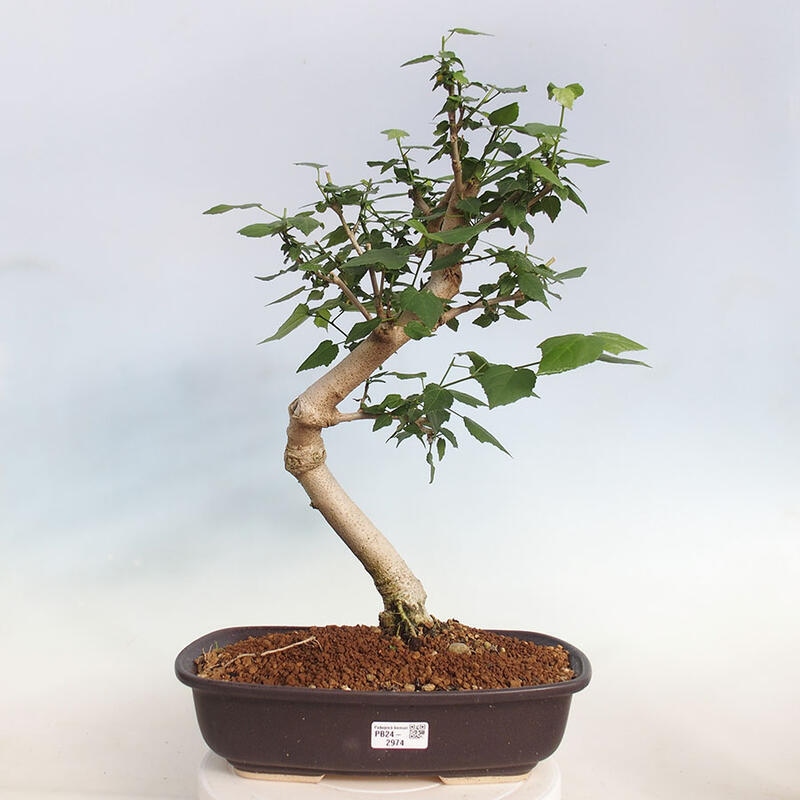 Indoor bonsai - Malvaviscus arboreus - woody hibiscus