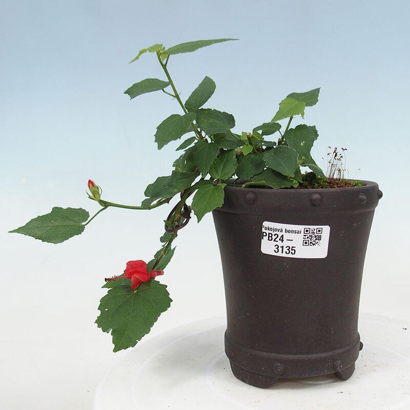 Indoor bonsai - Malvaviscus arboreus - woody hibiscus