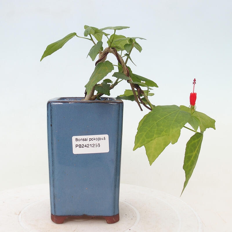 Indoor bonsai - Malvaviscus arboreus - woody hibiscus