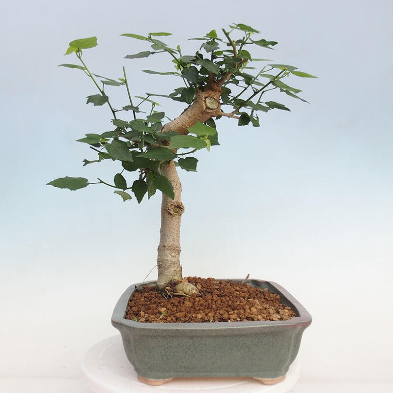 Indoor bonsai - Malvaviscus arboreus - woody hibiscus