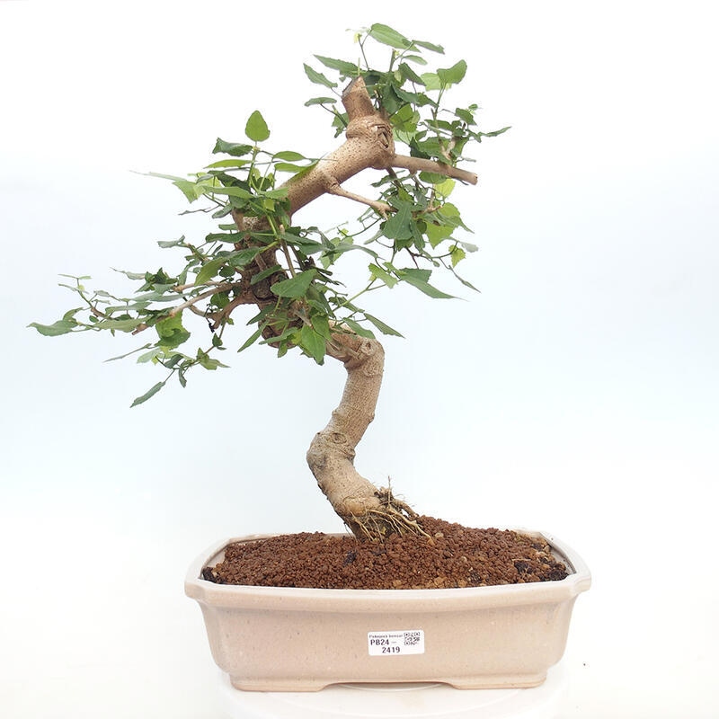 Indoor bonsai - Malvaviscus arboreus - woody hibiscus