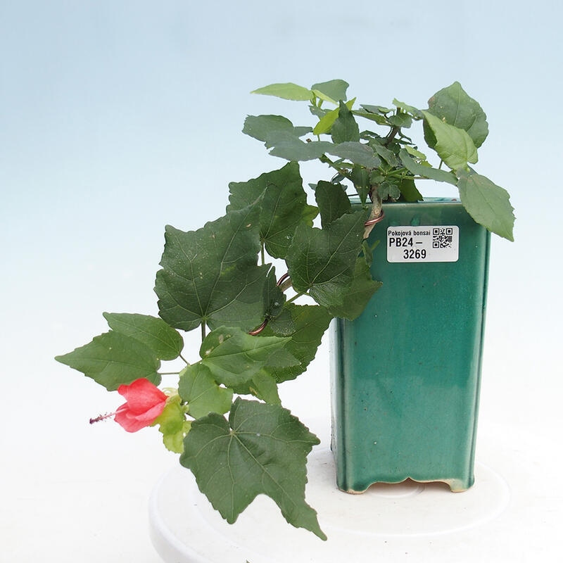 Indoor bonsai - Malvaviscus arboreus - woody hibiscus