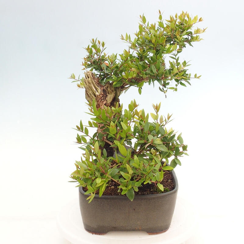 Indoor bonsai - Myrtus communis - Common myrtle