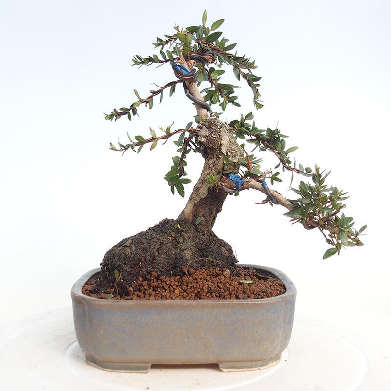 Indoor bonsai - Myrtus communis - Common myrtle