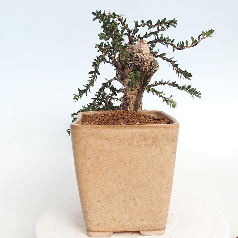 Indoor bonsai - Myrtus communis - Common myrtle