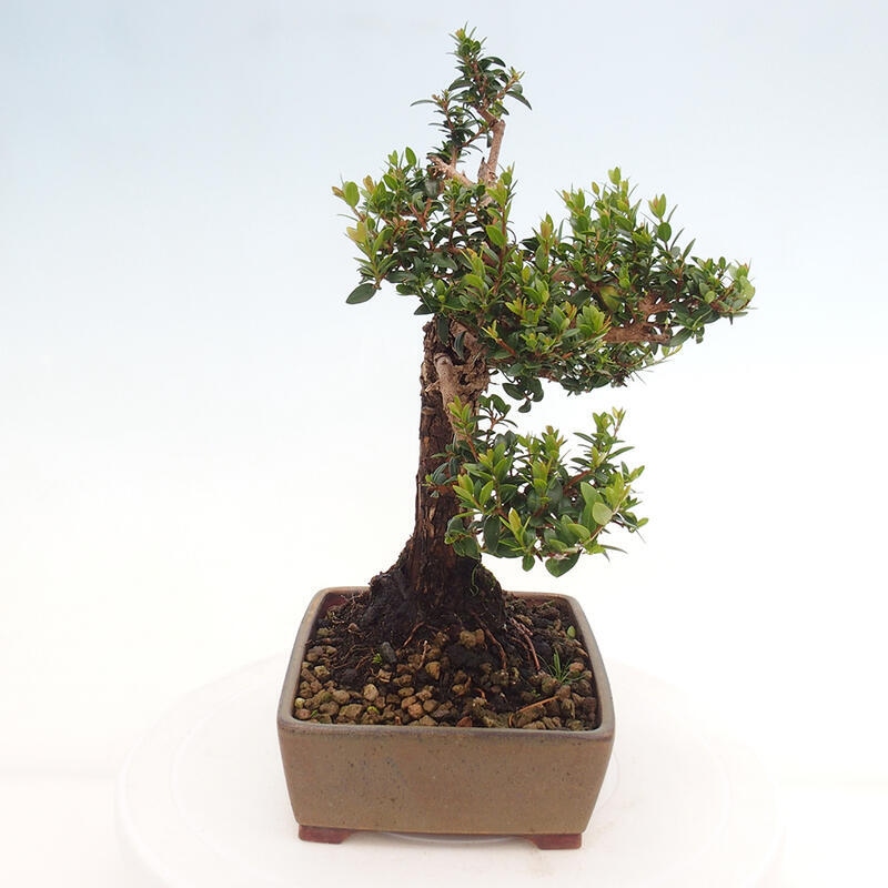 Indoor bonsai - Myrtus communis - Common myrtle