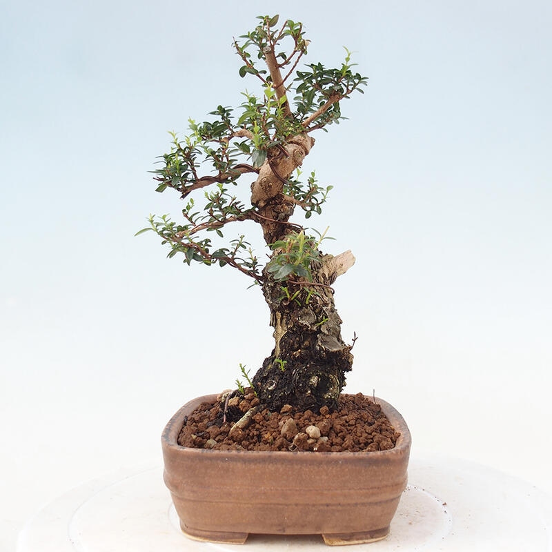 Indoor bonsai - Myrtus communis - Common myrtle