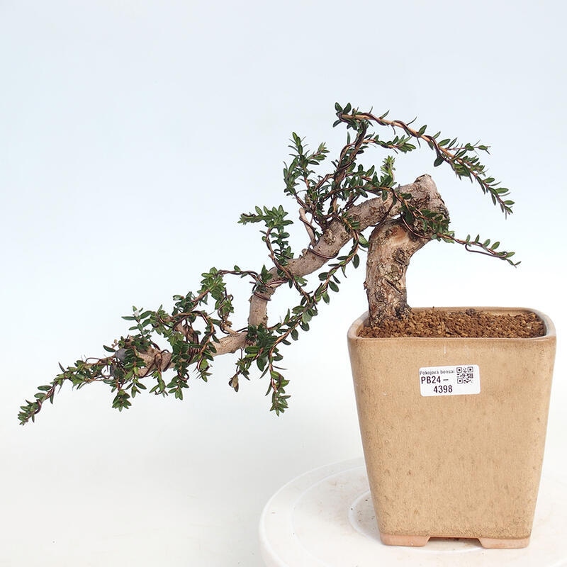 Indoor bonsai - Myrtus communis - Common myrtle