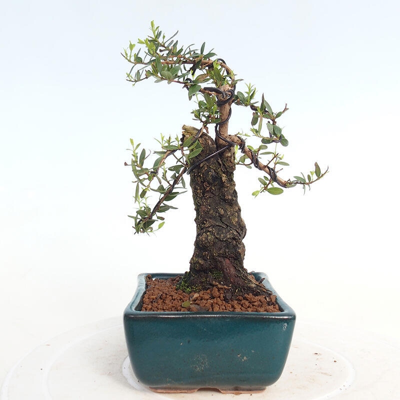 Indoor bonsai - Myrtus communis - Common myrtle