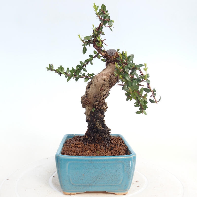 Indoor bonsai - Myrtus communis - Common myrtle