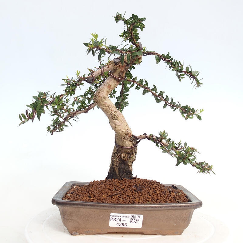 Indoor bonsai - Myrtus communis - Common myrtle