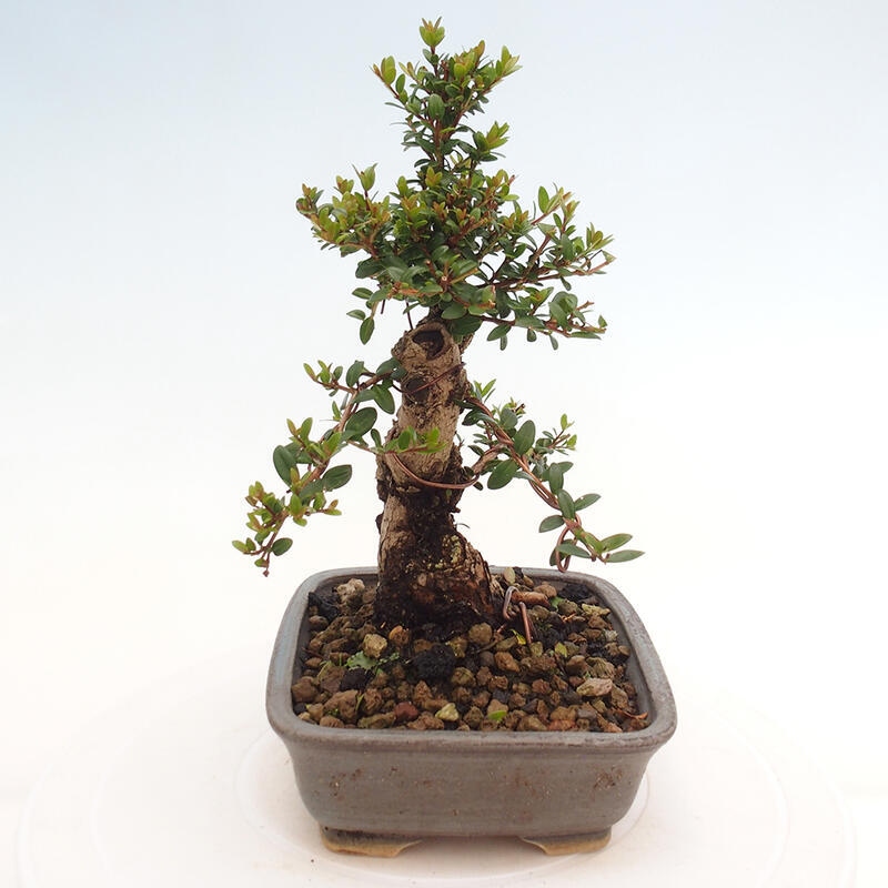 Indoor bonsai - Myrtus communis - Common myrtle