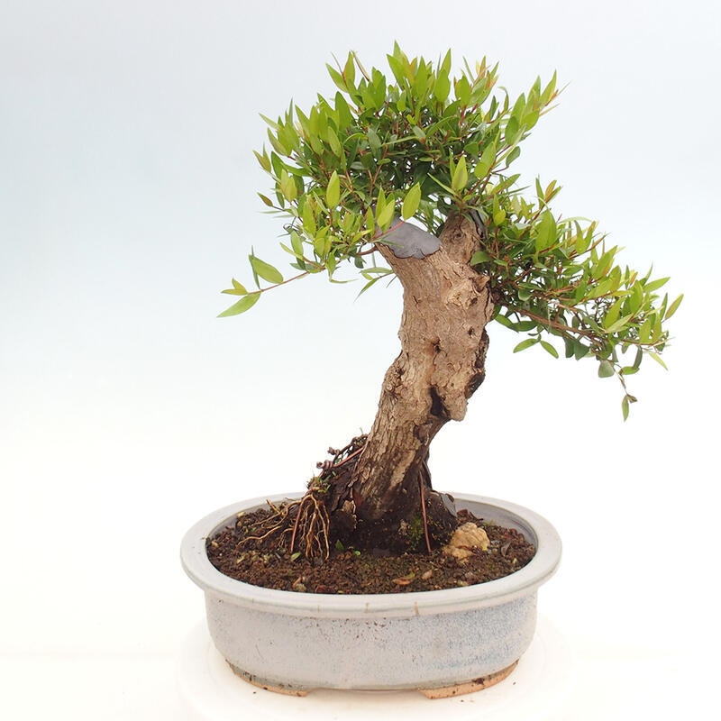 Indoor bonsai - Myrtus communis - Common myrtle