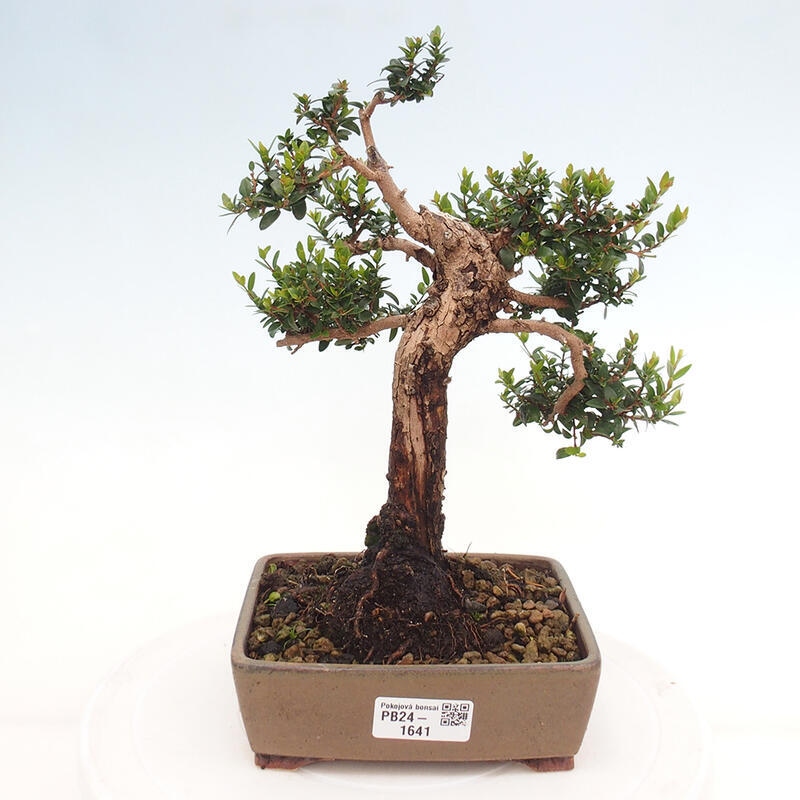 Indoor bonsai - Myrtus communis - Common myrtle