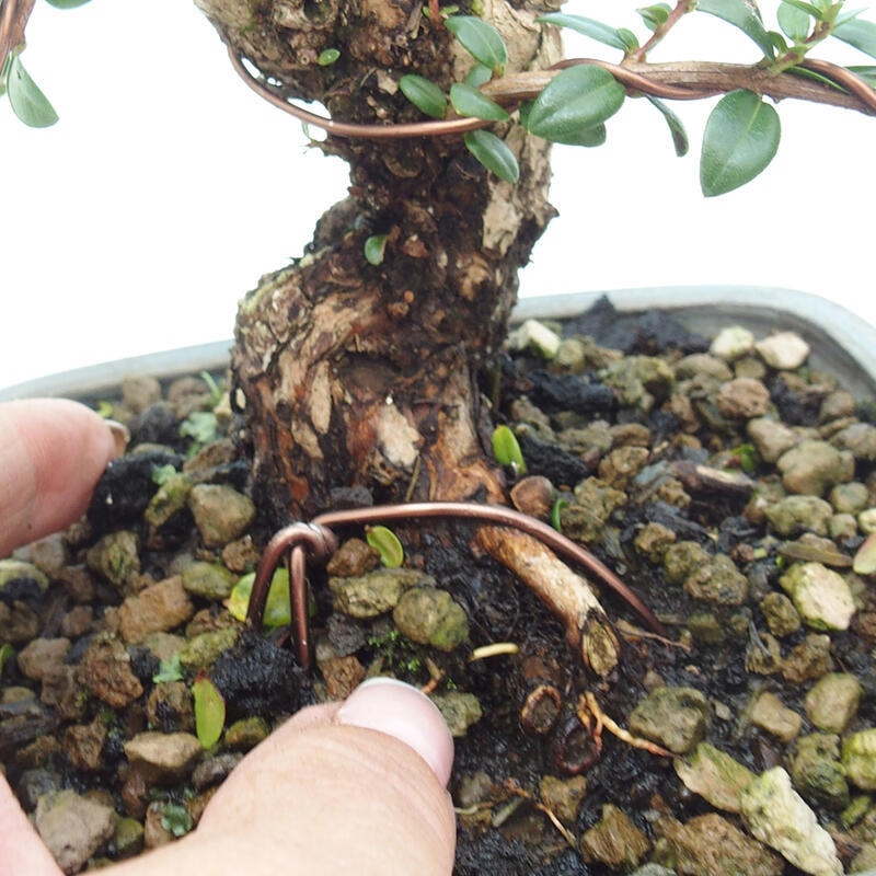 Indoor bonsai - Myrtus communis - Common myrtle