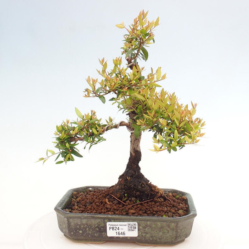 Indoor bonsai - Myrtus communis - Common myrtle