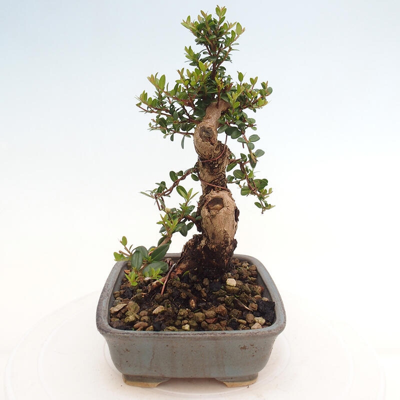 Indoor bonsai - Myrtus communis - Common myrtle