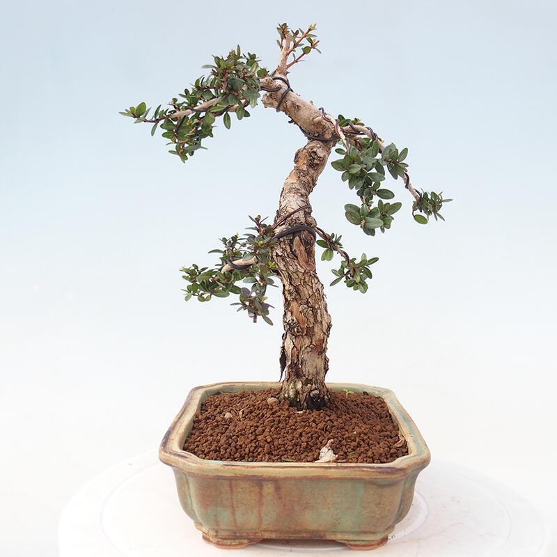 Indoor bonsai - Myrtus communis - Common myrtle